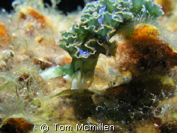 I like finding a place underwater and just waiting, you w... by Tom Mcmillen 